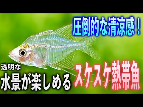 透明な熱帯魚10選！圧倒的な清涼感で水槽が幻想的に変わる【淡水魚 アウクアリウム】