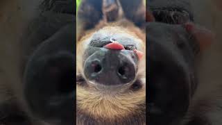 Moe the sloth during his snack time 🦥✨♥️