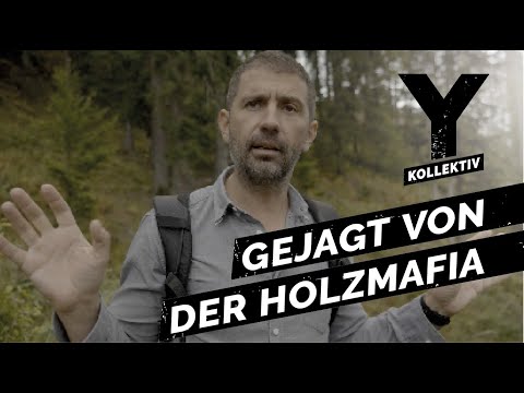 Der illegale Handel mit Holz: Wenn Holz so wertvoll wie Gold ist. | Y-Kollektiv