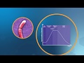 Bacterial Cells in Research and Industry