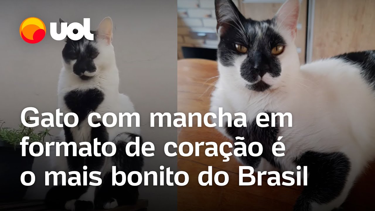 Gato com mancha em formato de coração é eleito o mais bonito do Brasil veja vídeo