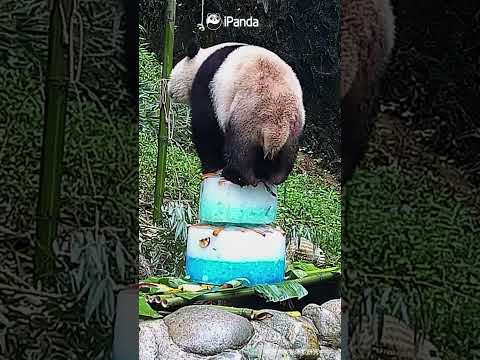 If You Can Eat A Cake, You Can Climb A Cake | iPanda #shorts