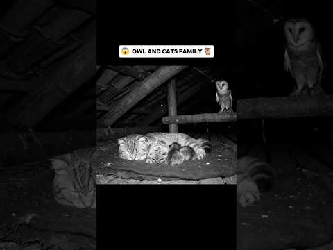 🦉 Owel family meets Cat family 🐈 #adorablemoments #adorablecata #cats #owel #wildlife #cctvvisuals