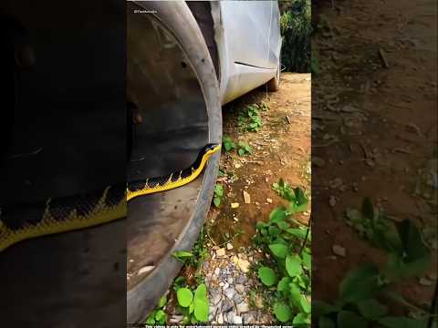 कार के अंदर सांप 🐍 😨| #shorts