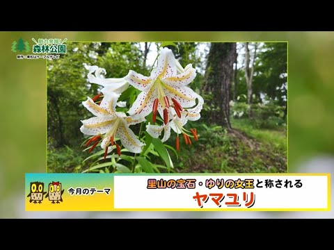 【公式】「魅力発掘!森林公園・ヤマユリ」2025年8月号アーカイブ(国営武蔵丘陵森林公園)