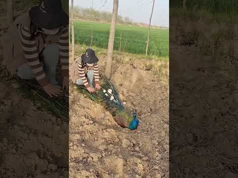 #孔雀 孔雀养殖基地