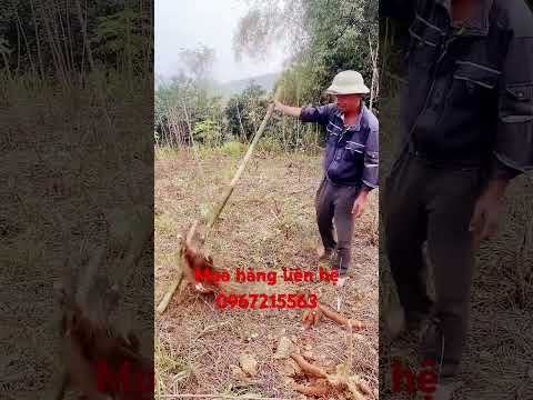 dụng  cụ nhổ sắn #dungcunhosan