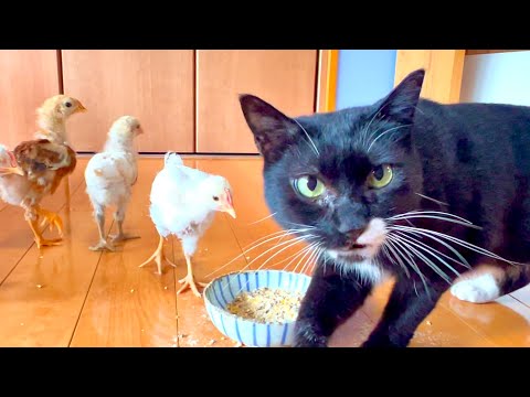 猫の動画サムネイル - また大きくなったヒヨコを部屋に開放したら大変なことに。。