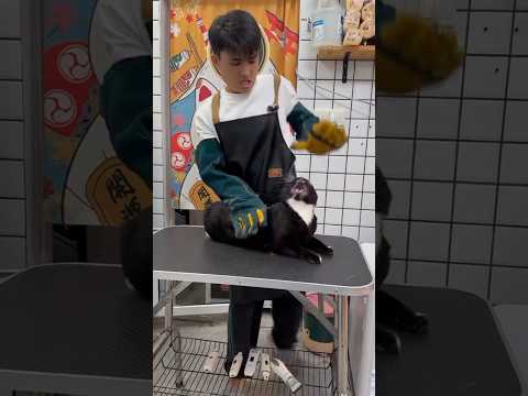 kucing hitam ini memberikan salam hangat dengan adik kecil! #shorts #kucingmarah #adikkecil