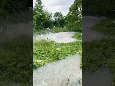 Bắt Cá Khắp Nơi Sau Trận Mưa Bão #fishing #amazing #cauca365 #short