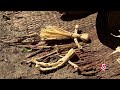 Wampanoag Agriculture and Corn Cultivation