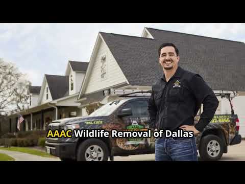 Squirrel In Attic Removal Near Me Richardson