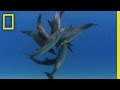 Understanding Bottlenose Dolphins