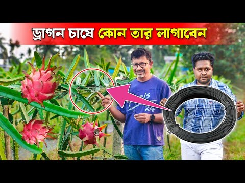 ড্রাগন চাষে কোন তার লাগাবেন | Dragon Trellies wire | Argosia Pet Wire | Dragon Fruit Structure