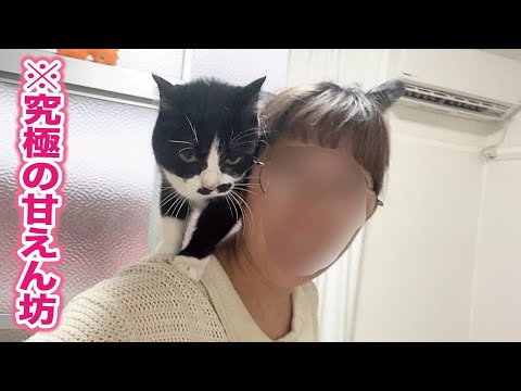 飼い主が帰宅すると喜びが大爆発してこうなっちゃう赤ちゃんみたいな甘えん坊猫