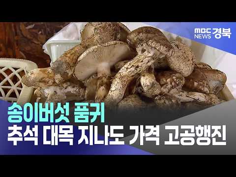 R]송이버섯 품귀..추석 대목 지나도 가격 고공행진