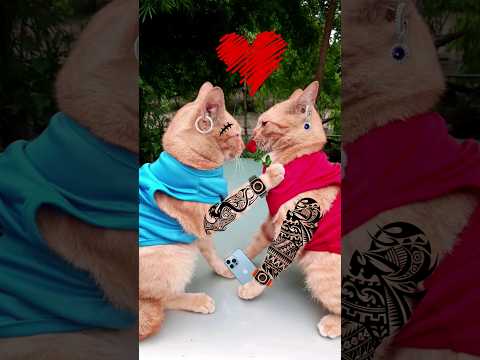 แขนเป็นฟอ ขอเป็นแฟน #cat #แมว #catcute #แมวน่ารัก  #shorts