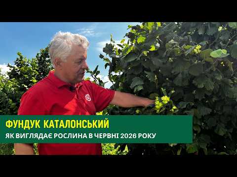 238 Фундук Каталонський: один з кращих великоплідних сортів