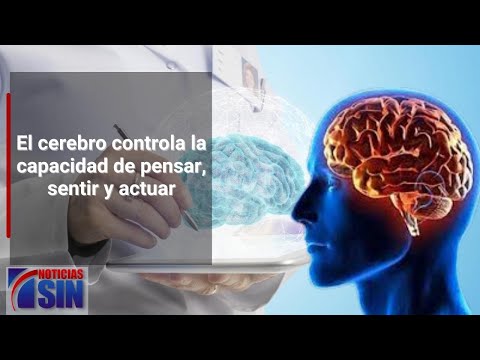 Importancia de mantener sano nuestro cerebro