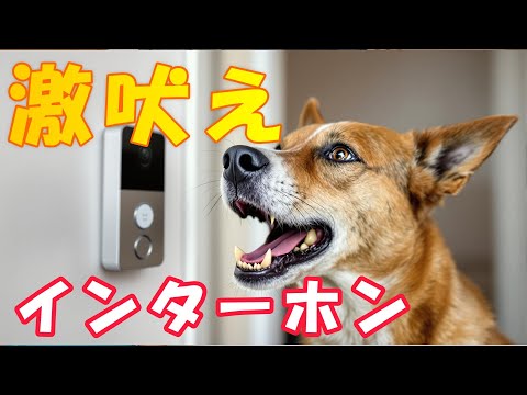 『完全版』愛犬がインターホンや来客に吠える原因と今から出来る練習と対策!