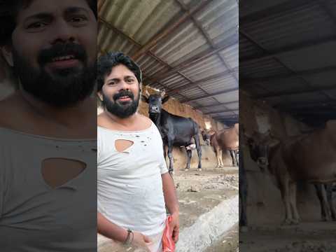 അഡ്രസ്സ് തിരക്കി വന്നപ്പോൾ 😂🥰 twist end🥰 #shortvideos #trending #comedy #funny #comedyshorts