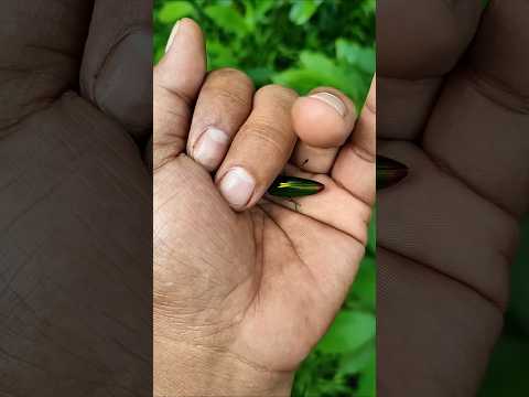 It is the Smaller shiny jewelbeetle#beauti