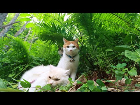 猫の動画サムネイル - 大きくなったこごみ　250608