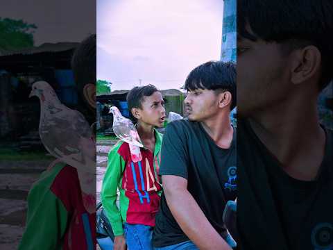 তুফান বন্ধু তুই বাঁচা🕊️🐍♥️#কবুতর #animal #comedy #tending #viral #pigeon#shorts  latest short video
