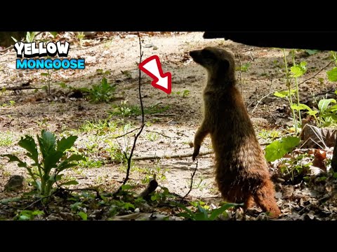 Little Yellow Mongoose Exploring The Area