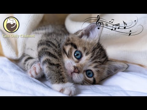 Calming Sleep Music for Cats - Relaxation, Relief of Anxiety and Stress