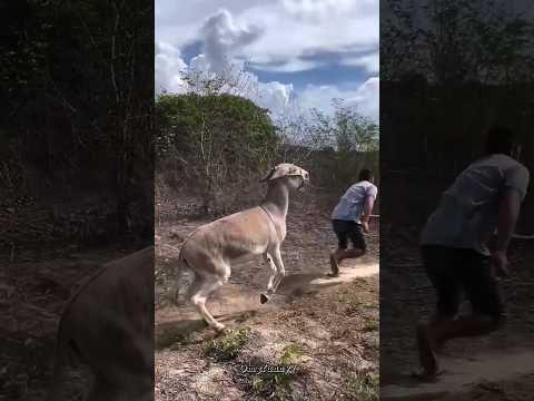 THE END 😂😂😂 #shorts #viralshorts #funnyfails #comedy #fails