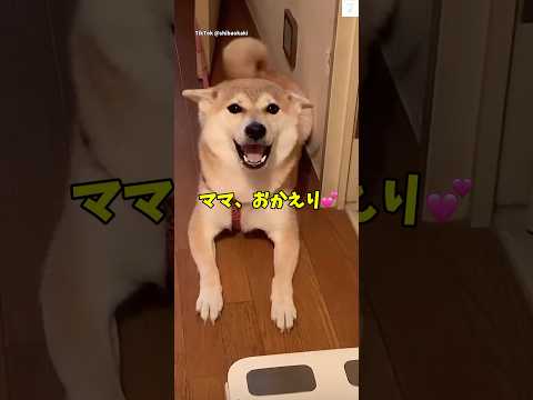 柴犬のお迎えシーンで癒しと笑顔をお届けします サムネイル