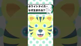 ホワイトタイガーって知ってる？#都音ゆずたみ #shorts #vtuber