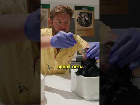 Spoon Feeding Baby Birds
