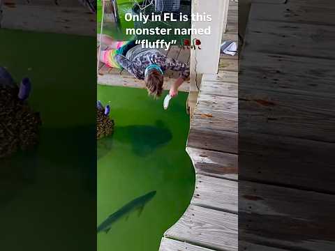 Would you feed Fluffy ๐ #Fishing #shorts #fish #outdoors #ocean #boat #boats #wild