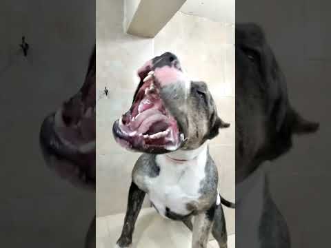 Habías visto los dientes de un Perro pitbull #shorts #dogs