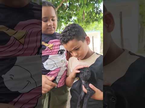 Encontramos a un lindo perrito #viral #shots