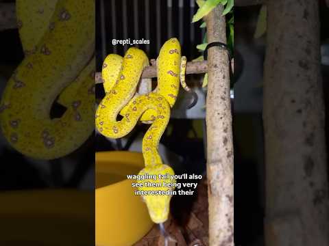 Why is my pet snake waggling its tail? Caudal Luring Vs Defensiveness #snake #reptiles #reptilecare