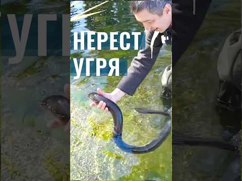 Эту рыбу невозможно размножать. Как происходит нерест Угря Европейского? Рыба в свой пруд #shorts