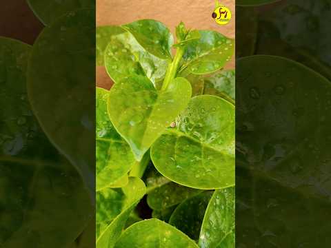 ছাদবাগানে পুঁইশাক #youtubeshorts #youtubeshort #roofgardening #wintervegetable