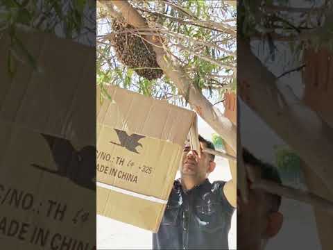 Cuando me preguntan: por que las abejas no me pican