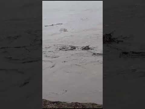 Heavy Flood water destroying trees