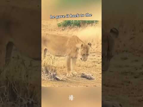 You Won't Believe What Happened to This Warthog #LionAttack #WildlifeDrama #NatureStory #shorts