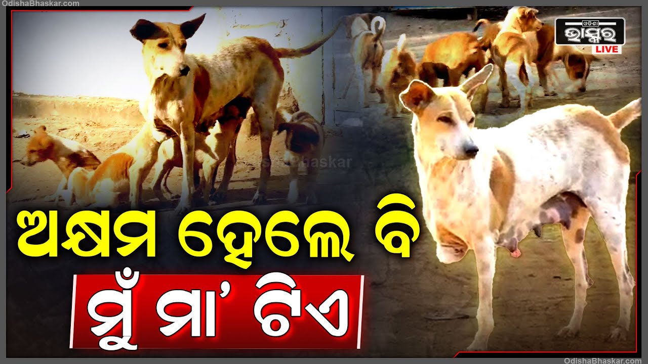 ପଶୁ ହେଲେ ବି ଆମର ଜୀବନ ଅଛି, ମୁଁ ଗଲା ପରେ ମୋ ପିଲାଙ୍କୁ କିଏ ସାହା ହେବ...