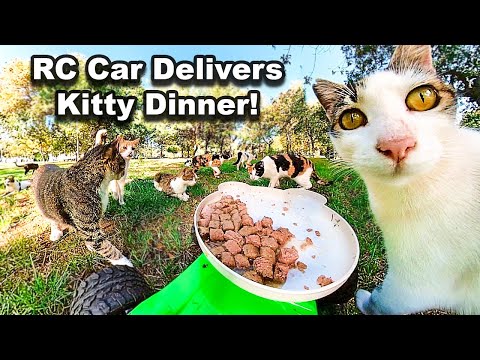 RC Car Delivers Kitty Dinner! (Cutest Delivery Ever!) Feeding Hungry Kittens cat videos, funny cats,