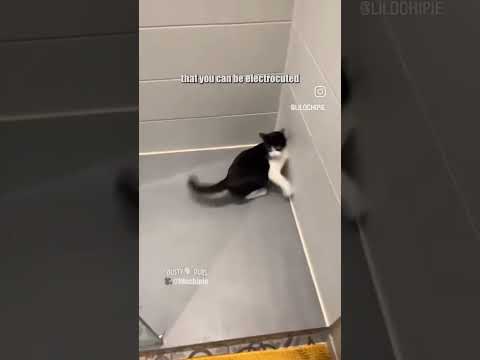 #🐱Sunday Courtesy of @lolichipie on @instagram #catvideos #cathighoncatnip