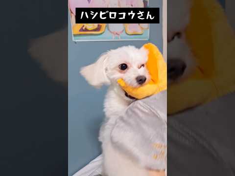 ハシビロコウさんをプレゼントしたよ♪ #犬 #かわいい