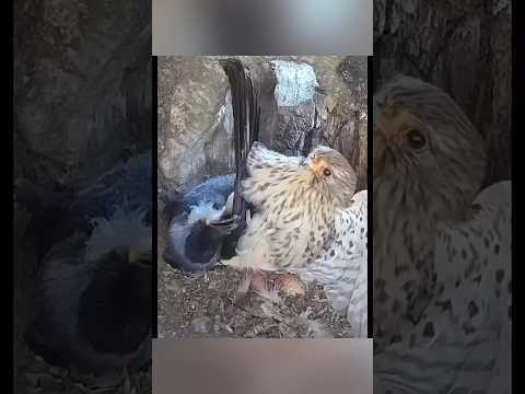 Peregrine Falcon Attack Crow ?🤯🤔 By info fact News