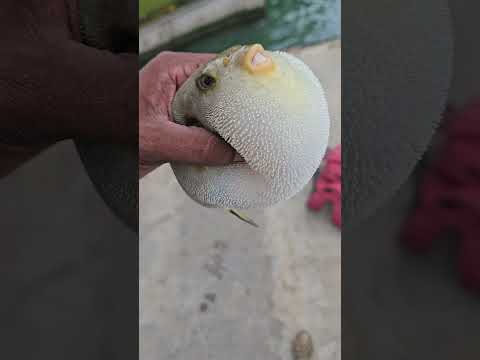 WOW‼️Unbelievable "PUFFER FISH" Catch In Harbour Fishing #shortsviral #fishing #shortsyoutube
