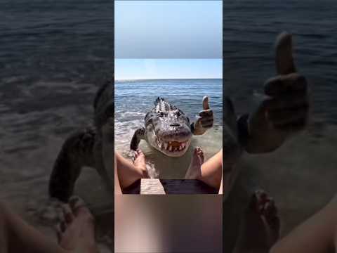 FUNNY AND CUTE🤣🤣🤣#animals #mreita #cute